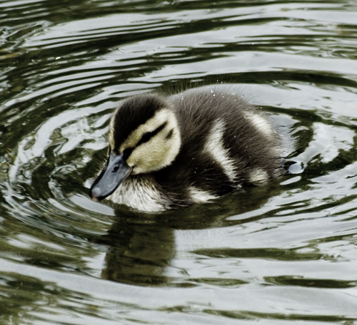 BabyDuck