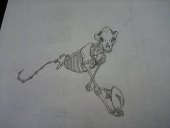 Slender wolf Skeleton