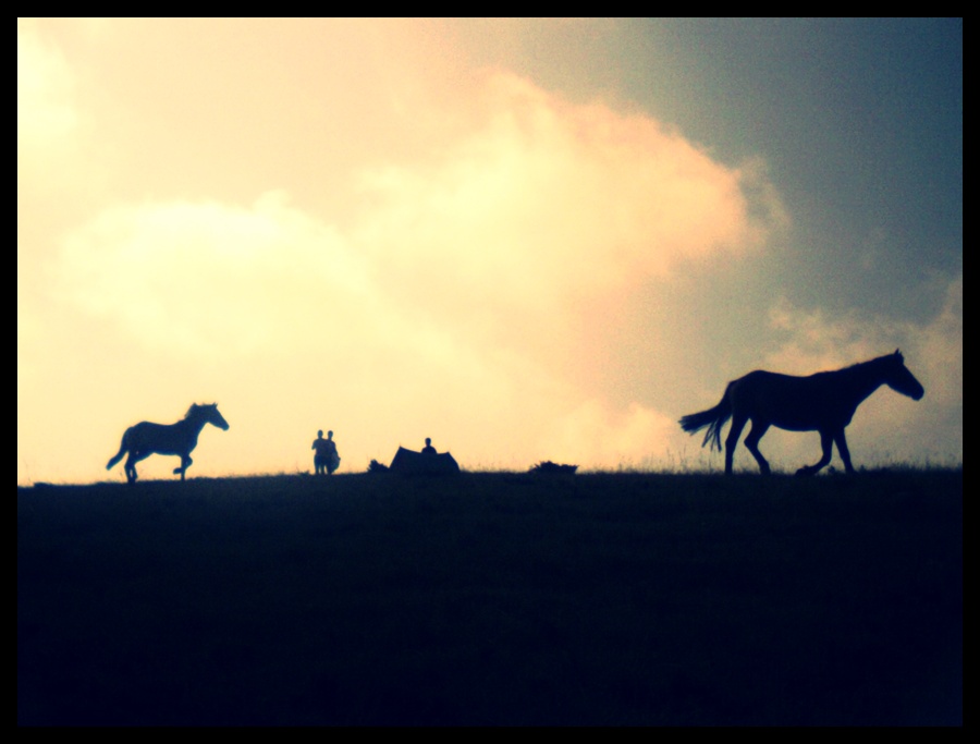 Wild Horses