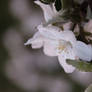 Apple Blossom Trees