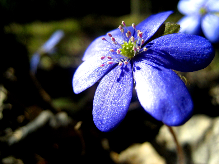 Blue Flower