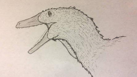 Female Austroraptor