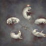Rat King