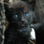 Black Kitty