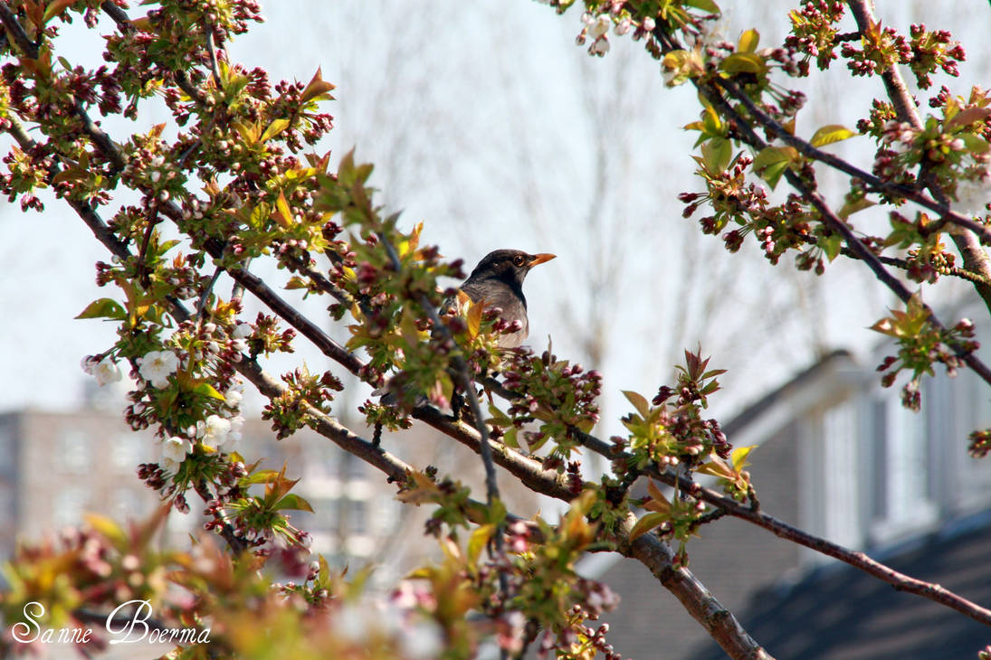 Bird in the garden