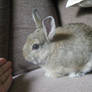 my bunny chappy