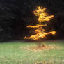 Light tree in dark forest