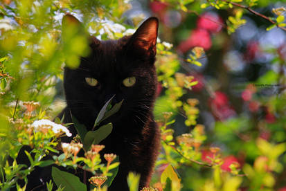 Tree Kitty