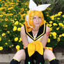 Kagamine Rin: Marigolds