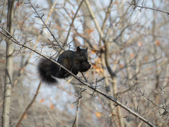 Black squirrel balanced meal