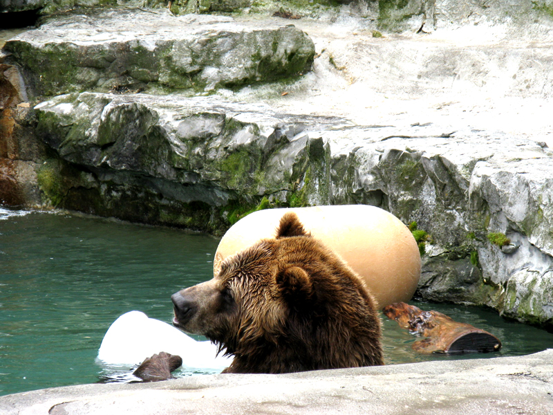 Kodiak bobbing in the water