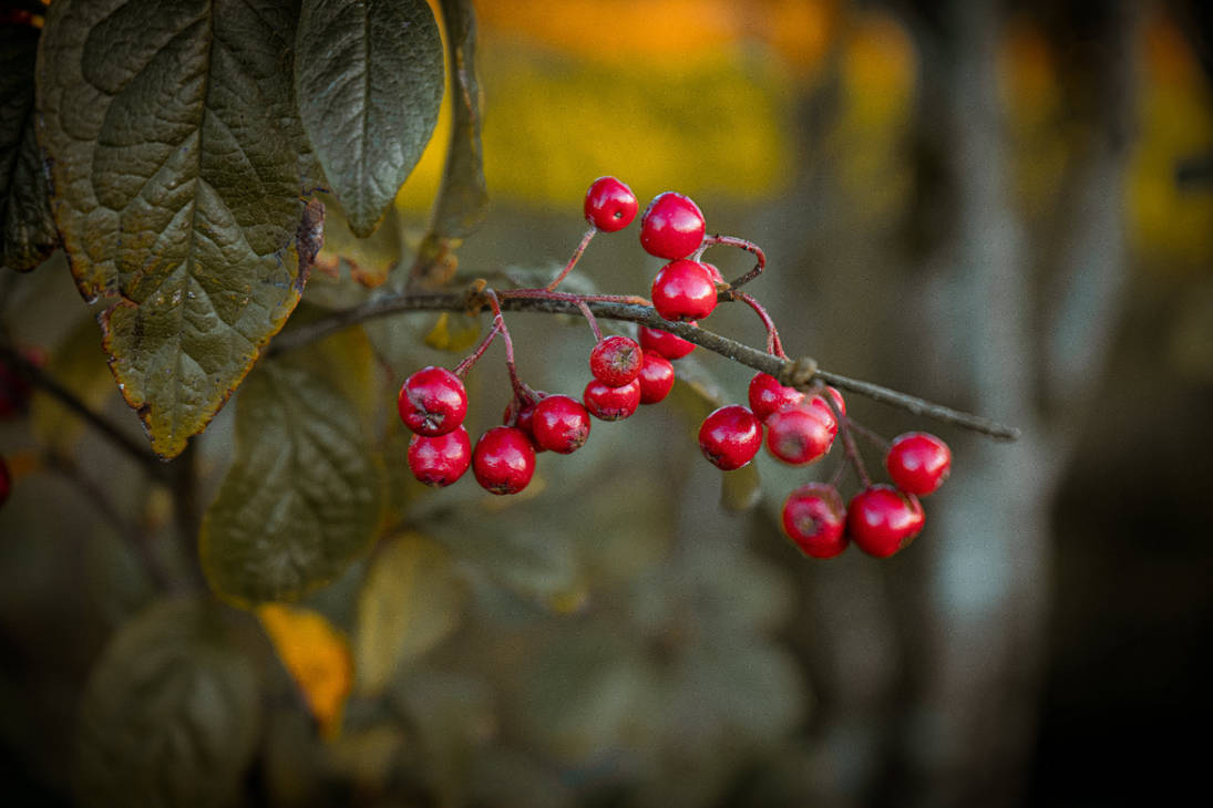 Rowan berries