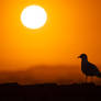 Seagull in Sunset