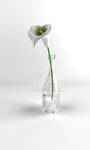 White Calla by TheWuper