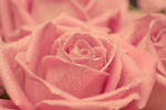 Stereotypical rose shot. by divine--apathia