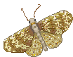 moth