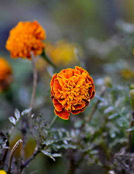 Marigolds