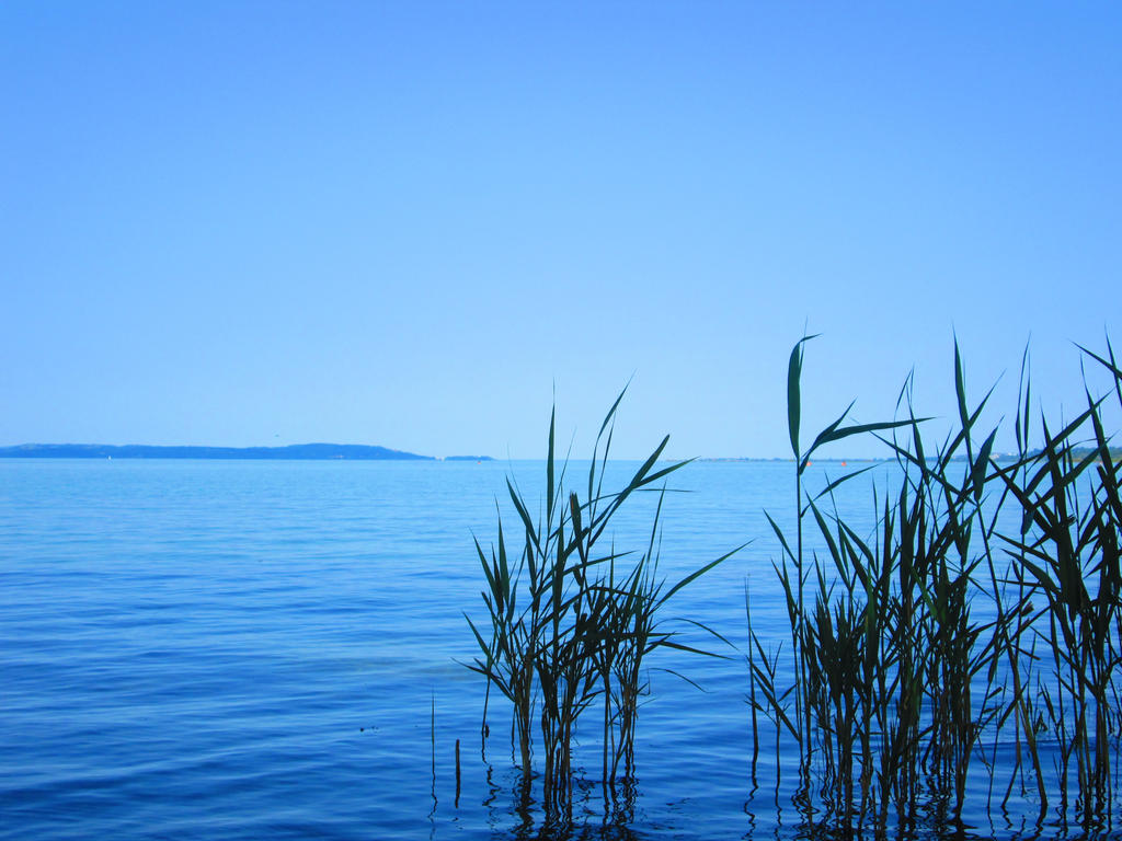 Blue reed by ImperataLexinor on DeviantArt