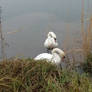 Swans 1