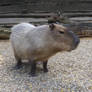 Capybara