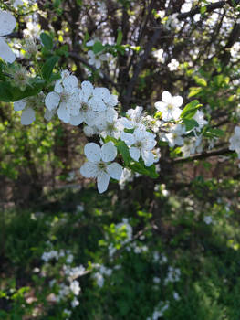 First petals