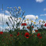 Poppy and sky