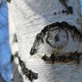 Eye on a tree