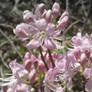 Rhododendron... methinks