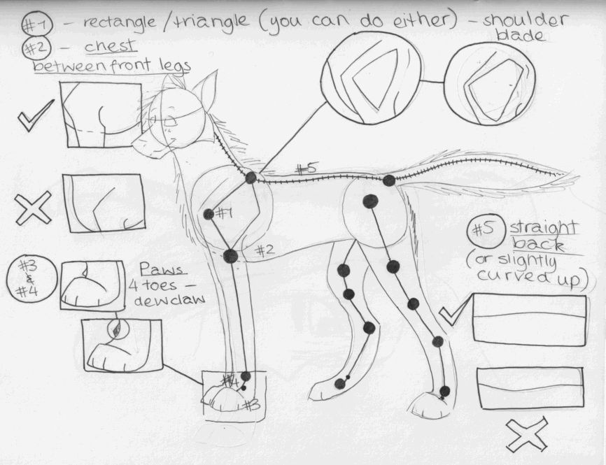 wolf anatomy points by Cirothe on DeviantArt