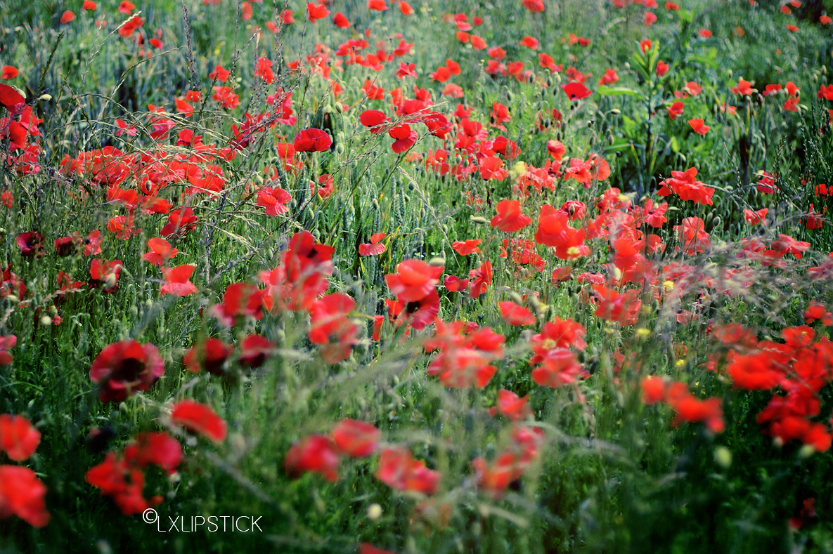 Fields Of Dreams