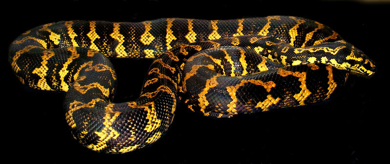 Hornet1 Jungle Carpet Python By Toxic Muffins Studio On Deviantart