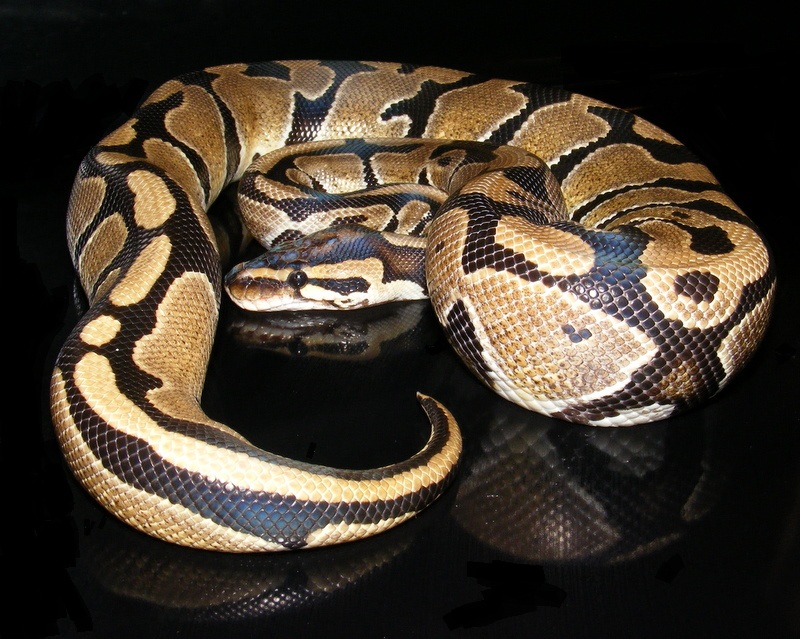 Ball Python Sheen