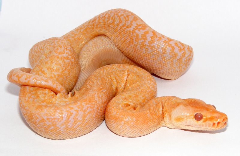 Albino Green Granite Burmese