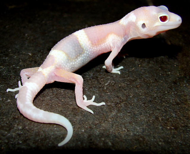 Gem Snow Raptor Leopard Gecko By Toxic Muffins Studio On Deviantart Gem Snow Raptor Leopard Gecko By Toxic Muffins Studio On Deviantart