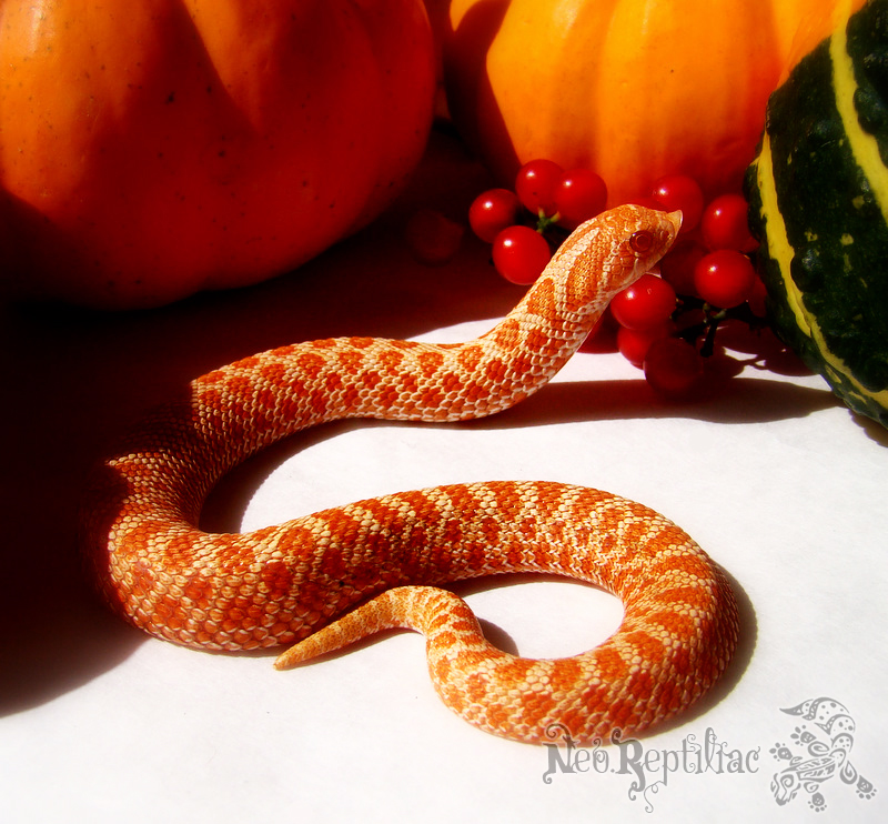 Harvest Hoggie 1