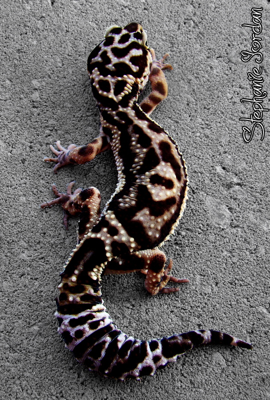 Hyper Xanthic Mack Snow Leopard Gecko