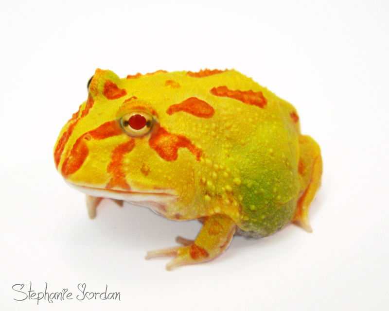 Citrus Albino Pacman Frog.