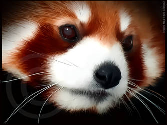 Red Panda