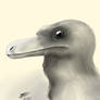 pneumatoraptor portrait