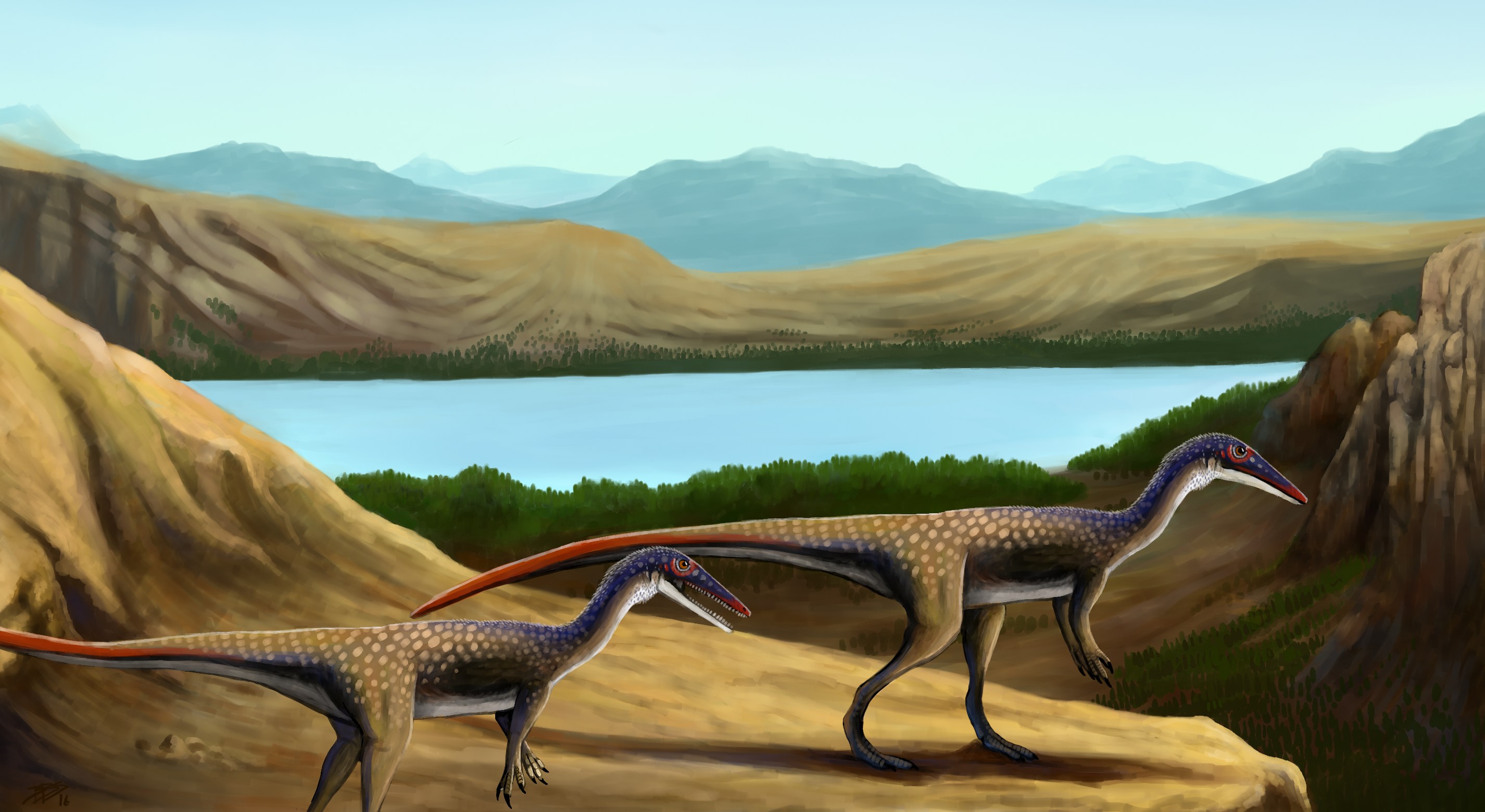 Coelophysis