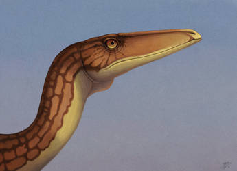 coelophysis portrait