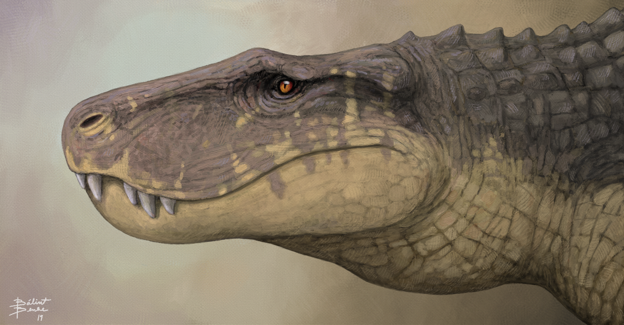 Baurusuchus Baurusuchus portrait by tnilab-ekneb121 on DeviantArt