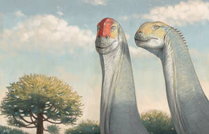 Sleepy camarasaurs