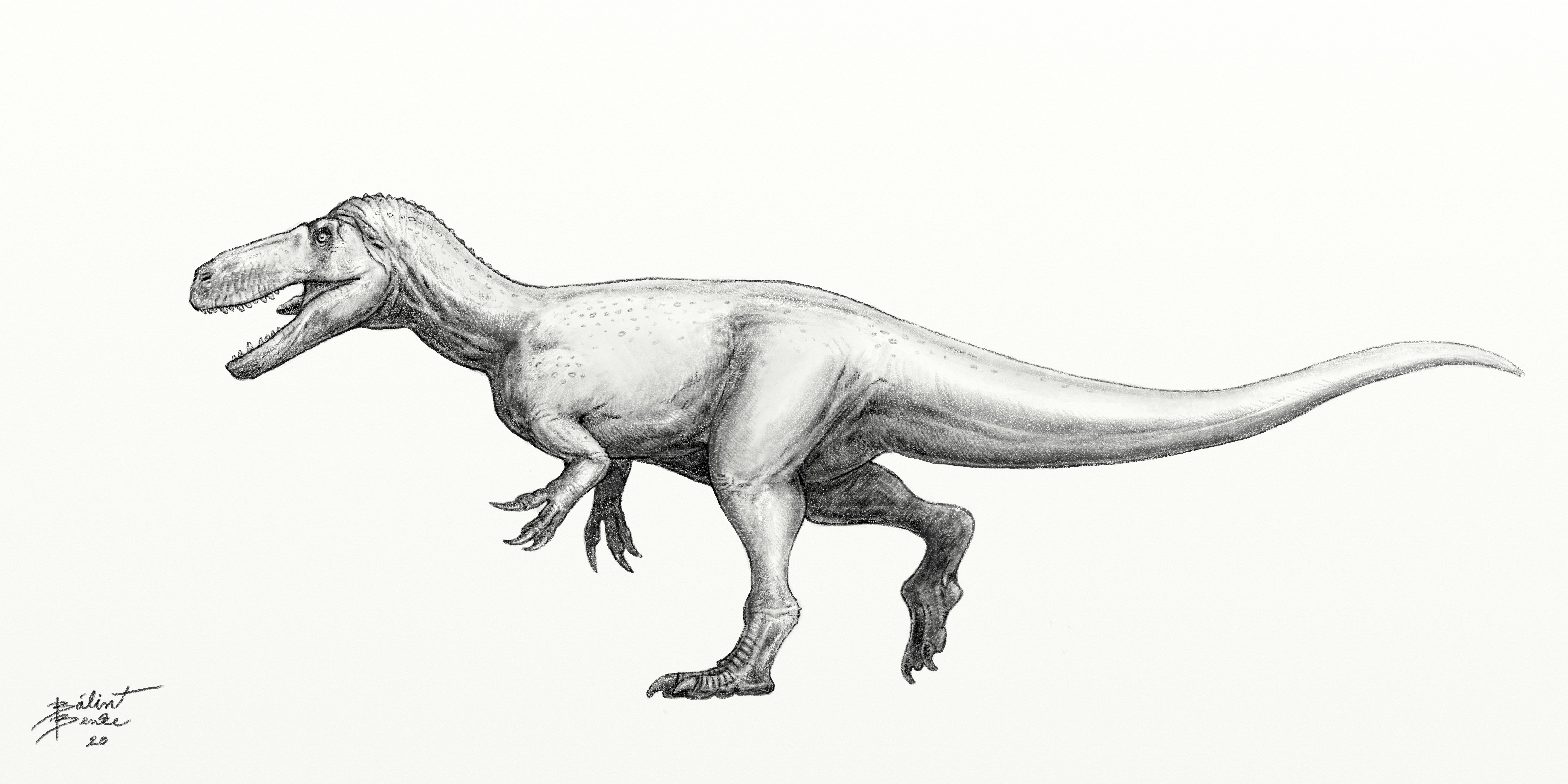 Megalosaurus By Tnilab ekneb121 On DeviantArt megalosaurus-by-tnilab-ekneb121-on-deviantart