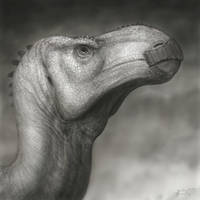 Portrait of an old Iguanodon