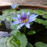 Water lily