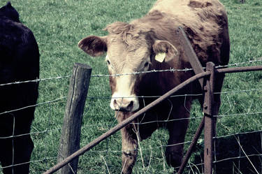Cow In a field