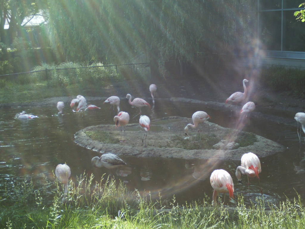 Flamingos :D