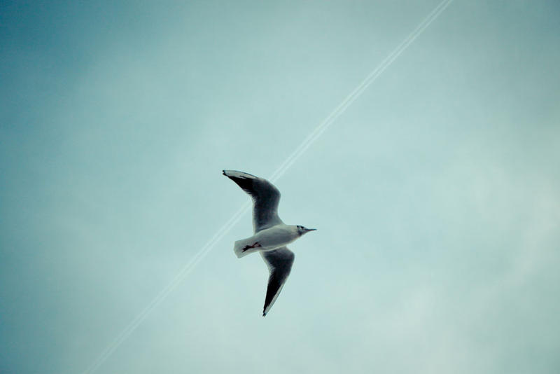 Seagull 1