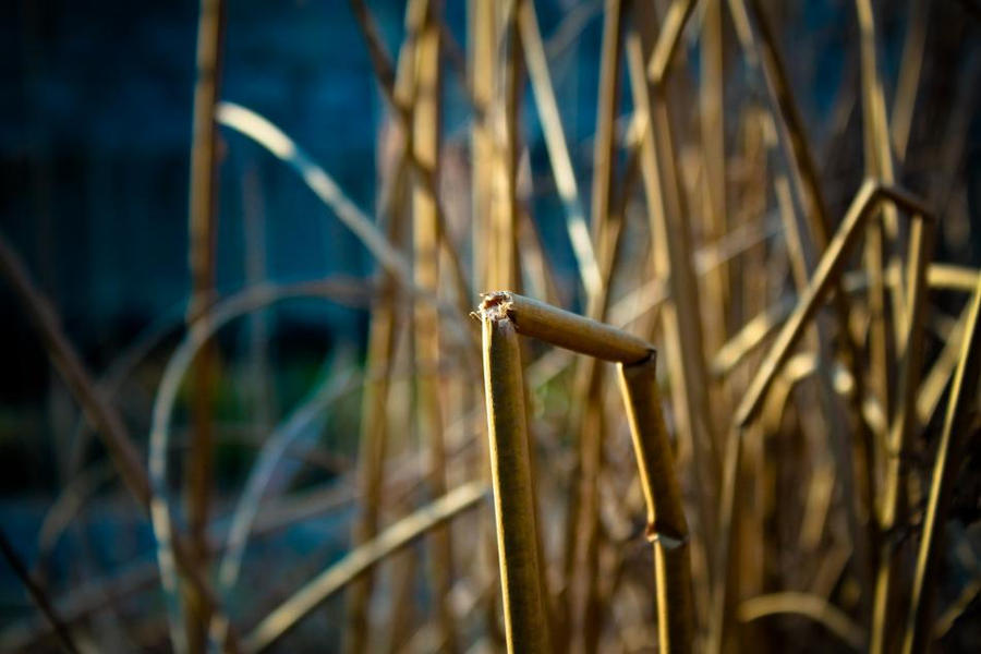 Broken Reed